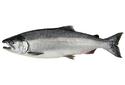 Phase 6 - Adult &mdash; Salmon spend 1 to 4 years swimming and feeding in the ocean where they grow to their adult size and develop unique markings that are different for all five species of Pacific salmon.
