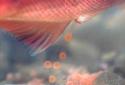 Laying Eggs &mdash; The female salmon lays her eggs in a gravel bed that she has made with sweeping motions of her tail. After the male salmon has fertilized the eggs, she covers the nest with clean gravel to protect them.