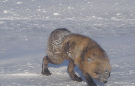 A rabid fox