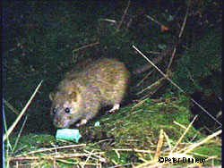 Norway rats also known as cellar rats and sewer rats are not from Norway They originated in Asia and were spread through shipping and trade