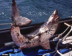 Hulbert and his team captured salmon sharks in Prince William Sound Specimens were collected for information on diet and social structure sex age length weight and maturity Conventional and electronic tags were also deployed on the sharks