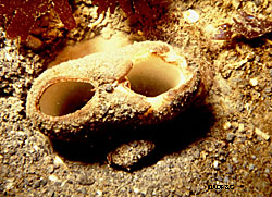 Buried in the ocean floor geoducks are filter feeders sucking in water through the incurrent siphon to extract plankton and pushing the remaining water out through their excurrent siphon