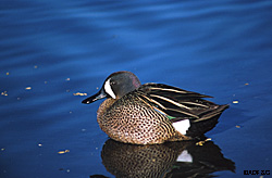 Teal make fine table fare ADFampG photo