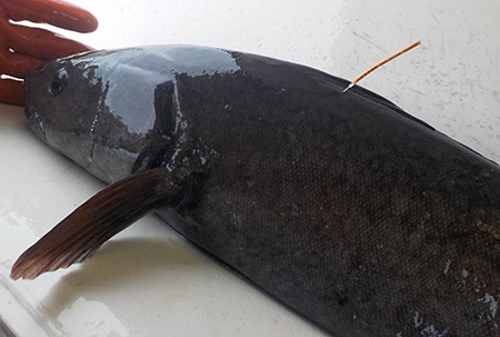 A tagged sablefish