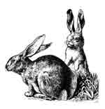 Alaska is home to Arctic and snowshoe hares