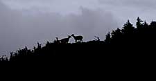 Sitka blacktailed deer are found throughout most of Southeast Alaska from sea level to the alpine Deer were transplanted to Prince William Sound around 1920 and flourished Photo by Riley Woodford