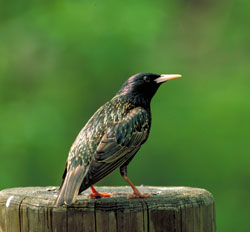 An invasive European starling They are not protected by Migratory Bird Treaty Act since they are nonnative Monitor nest boxes for starling use and don39t allow them to nest