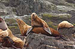 A juvenile Steller sea lion on his mom ADFampG