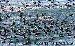 Coot is an east coast nickname for scoter a sea duck also common in Alaska