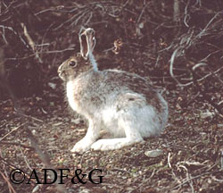 A snowshoe hare between color phases note the big feet Hares are different than rabbits Although they are closely related hares are born precocial  fully furred with their eyes open ready to hop around Rabbits are born blind and hairless and are helpless for several weeks