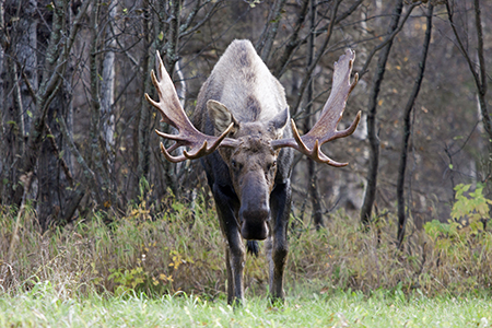 A bull moose in rut in Kincaid Park Photo by Ken Marsh