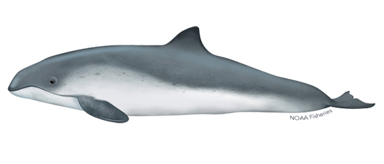 Harbor porpoises have a short blunt beak and a mediumsized triangular dorsal fin Their back is dark gray fading to lighter shades of gray on their sides  Their belly and throat are white  Dolphins have longer noses bigger mouths more curved dorsal fins and longer leaner bodies than porpoises