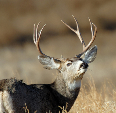 Buck mule deer sniffing the air at Nash Wash Wildlife Management Area in Utah Mule deer are found across much of western North America but are not historically native to Alaska Photo by Brent Stettler Utah Division of Wildlife Resources