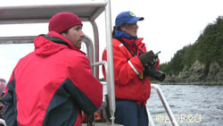 Biologists monitor an entangled sea lion in Southeast Alaska ADFampG biologists helped produce a short video that describes how sea lions become entangled the most common sources of entangling debris and what you can do to help