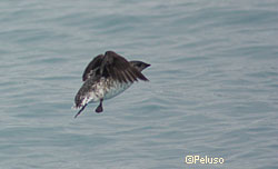 A  Kittlitzs murrelet on the wing Photo by Beth Peluso