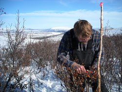 Biologist Tom Paragi in late March 2009 using dial calipers to measure the previous years growth and browsing removal by  moose on willow stems subalpine tundra surrounds the brushy draws for preburn data on shrub sites