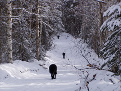 Wolves on the trail