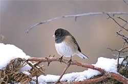 A  darkeyed junco formerly known as Oregon junco Juncos are sparrows and frequent bird feeders in winter