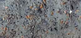 A composite photo of a skate nursery with egg cases litering the sea floor at the head of an underwater canyon off the coast of Alaska Some nurseries are located 500 to 1200 feet deep and may contain millions of egg cases