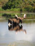 After decades of low moose numbers in the area of the Lower Yukon River collaborative management efforts have dramatically increased moose abundance Jim Dau photo