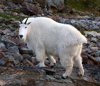 A nanny on Baranof Island Photo by Phil Mooney