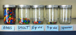 MampMs representing salmon eggs illustrate salmon mortality at different life stages Only about 10 percent of salmon that emerge in the spring as alevins make it to sea as smolt and only a tiny fraction of those make it back to spawn