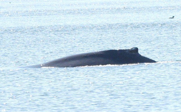 The leftside dorsal fin of the freed whale This photo may be helpful to identify this whale in the future Credit Alaska Department of Fish and GameJamie Musbach NOAA Fisheries Permit 24359