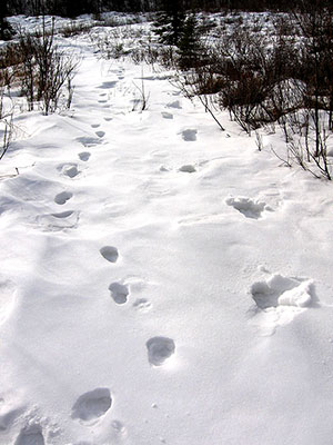 Lynx and moose showing the gait of these two animals The lynx on the left and the moose on the right both moving away from the camera Mike Taras photo