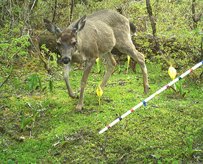At one of the camera sites set on Douglas Island to monitor Sitka blacktailed deer a button buck triggers the motion sensor in June 2021  copyADFampG
