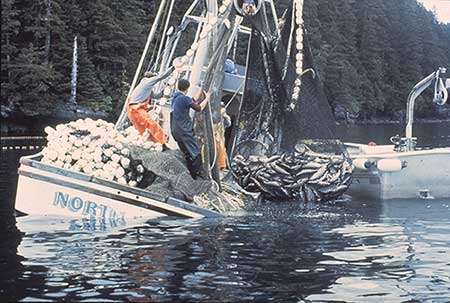 An overloaded seiner A salmon seiner is designed to ride low for stability but water and fish on deck raise the center of gravity and can shift contents in partially filled holds and tanks below deck free surface effect both of which greatly decrease stability A failure in the fittings in the rigging could be a disaster in this situation ADFampG photo