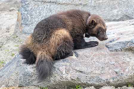 Kasper a wolverine at the Alaska Wildlife Conservation Center Photo courtesy Doug Lindstrand