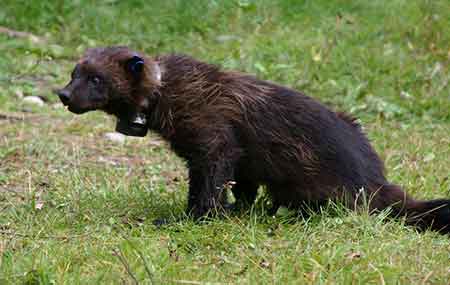 A wild wolverine captured by ADFampG researchers and equipped with  a GPS collar to la hrefhttpwwwadfgalaskagovindexcfmadfgwildlifenewsviewarticleamparticlesid692earn more about wolverinea movements