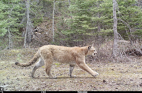 A trail camera in British Columbia captured this picture of a mountain lion in April 2024 Photo courtesy Garth Mowat Wildlife and Biodiversity Branch Ministry of Water Land and Resource Stewardship