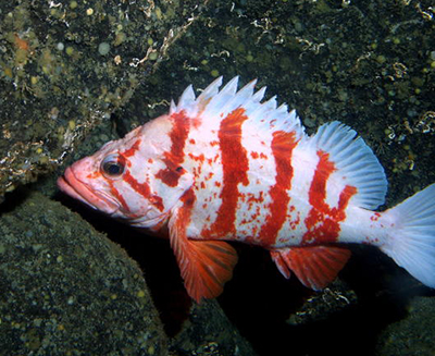 Tiger rockfish  the Jack of Diamonds