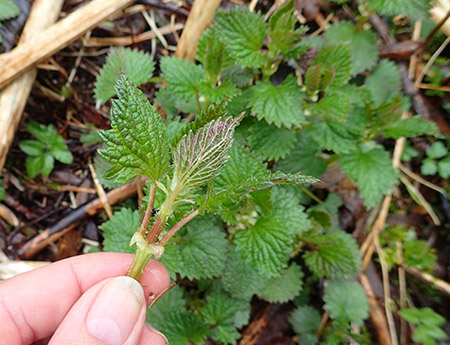 Nettles