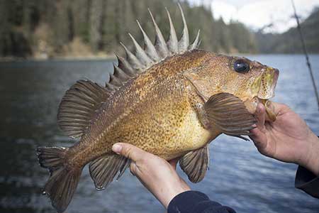 Some rockfish have amazing lifespans A rougheye rockfish was documented at 205 years old and a shortraker at 175 years old Seven species have been documented exceeding 100 years in age