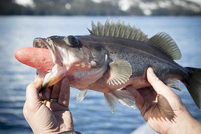 Although nearly half of all rockfish caught are released rockfish have a ldquoclosedrdquo swim bladder which results in their inability to quickly regulate swim bladder pressure When they are brought to the surface from depths greater than 90 feet many die A study found that regardless of external barotrauma signs and capture depth yelloweye rockfish had remarkably high survival 98 if they were released at the depth of capture within a couple minutes of reaching the surface