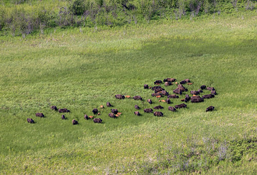 A herd of wood bison makes its way through a meadow near the Innoko River  The lighter and smaller bison are calves born this year  How many bison do you count