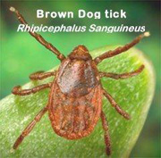 The brown dog tick has become established in Alaska in the Fairbanks and North Pole area and also in AnchorageEagle River Chugiak and Valdez The Brown Dog tick prefers indoors especially kennel environments and homes