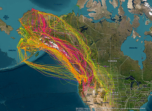 Map of all movement data received since beginning of project Each bird is represented by a different color line Many are flying more than 2000 miles in this migration Note the more horizontal paths left of the center some geese staging in Cold Bay fly nonstop directly across the Gulf of Alaska to reach their wintering grounds in western Oregon and Washington