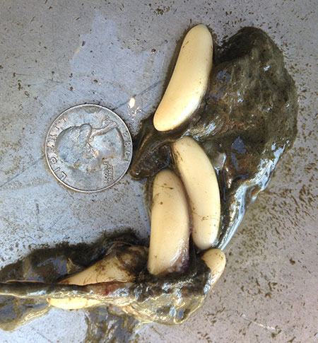 Hagfish eggs
