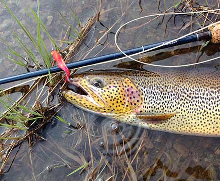 Large cutthroat trout can be found in many lakes of Southeast Alaska