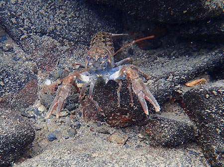 Signal Crayfish in the rocks in the southeast end of Buskin Lake  Photo Credit  Kelly Krueger