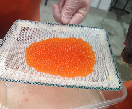 The rearing cycle complete approximately 2000 eggs are harvested per female during egg take at the William Jack Hernandez Sport Fish Hatchery Photo copyADFampGChuck Pratt