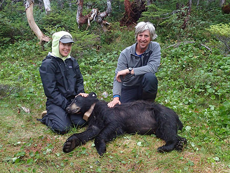 Wildlife biologists Charlotte Westing and Milo Burcham with a bear 94 the last to receive a radiocollar and one of 96 individuals captured over the past three field seasons on Esther and Knight Islands in Prince William Sound Photo courtesy USFSADFG Prince William Sound Black Bear Study