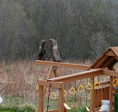 A pair of Homerarea moose quotboxingquot  rearing up and kicking at each other with their front legs Note the ears are lowered and laid back Photo ADFampG