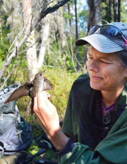 Wildlife biologist Julie Hagelin with an Olivesided Flycatcher Photo by E Stacey