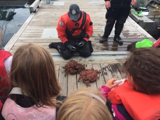 ADFampG diver Joe Stratman displays some crabs caught in the North Harbor  in Petersburg Photo by Sunny Rice Alaska Sea Grant Marine Advisory Program