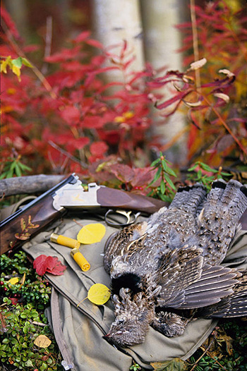 A nice pair of ruffed grouse Photo by Ken Marsh