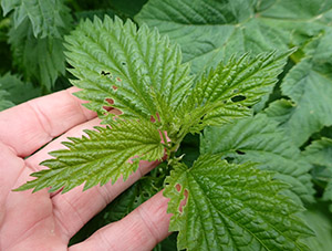 Nettles Although some plants are best gathered when first emerging and young and tender nettles can be picked late into the spring  just clip off the growing tip
